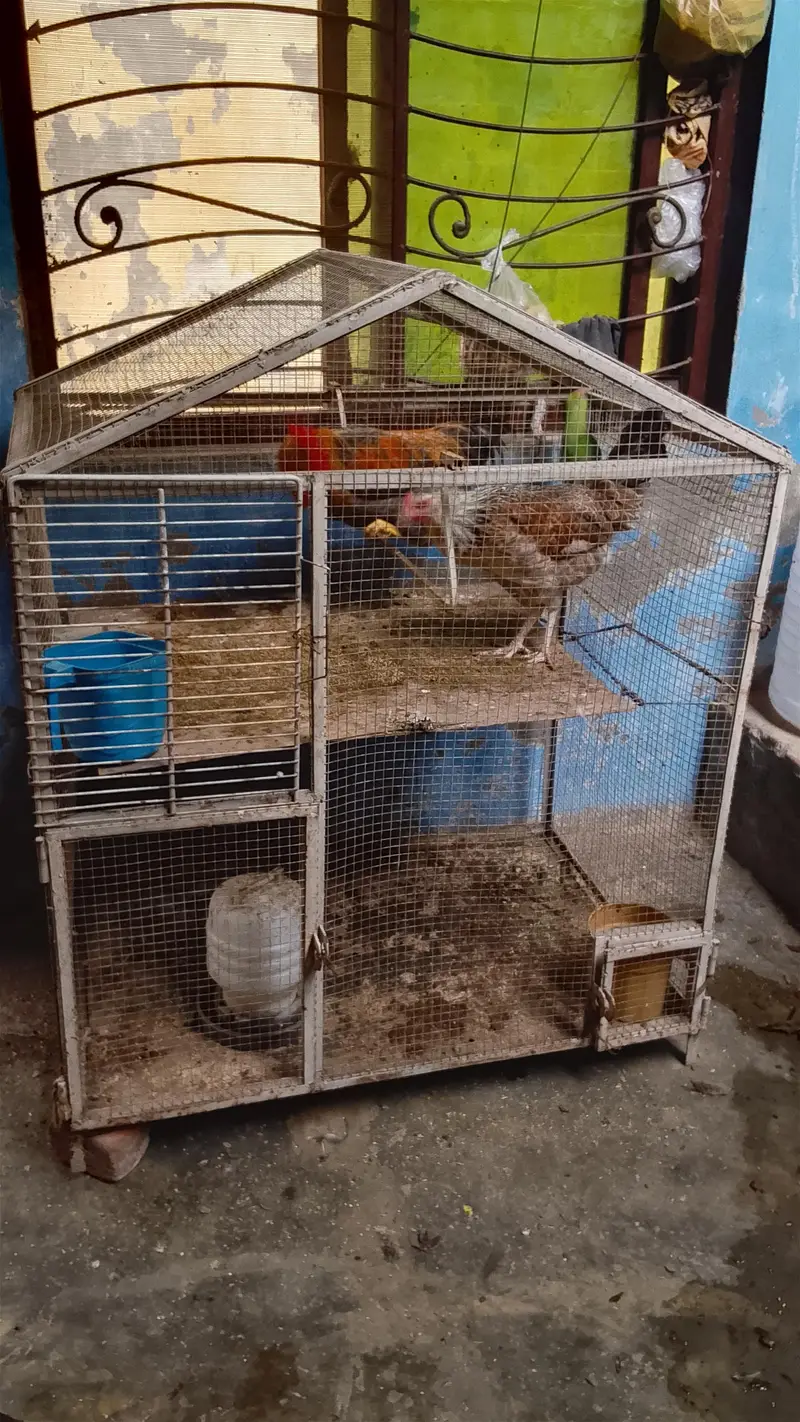 hens with cage — photo 3