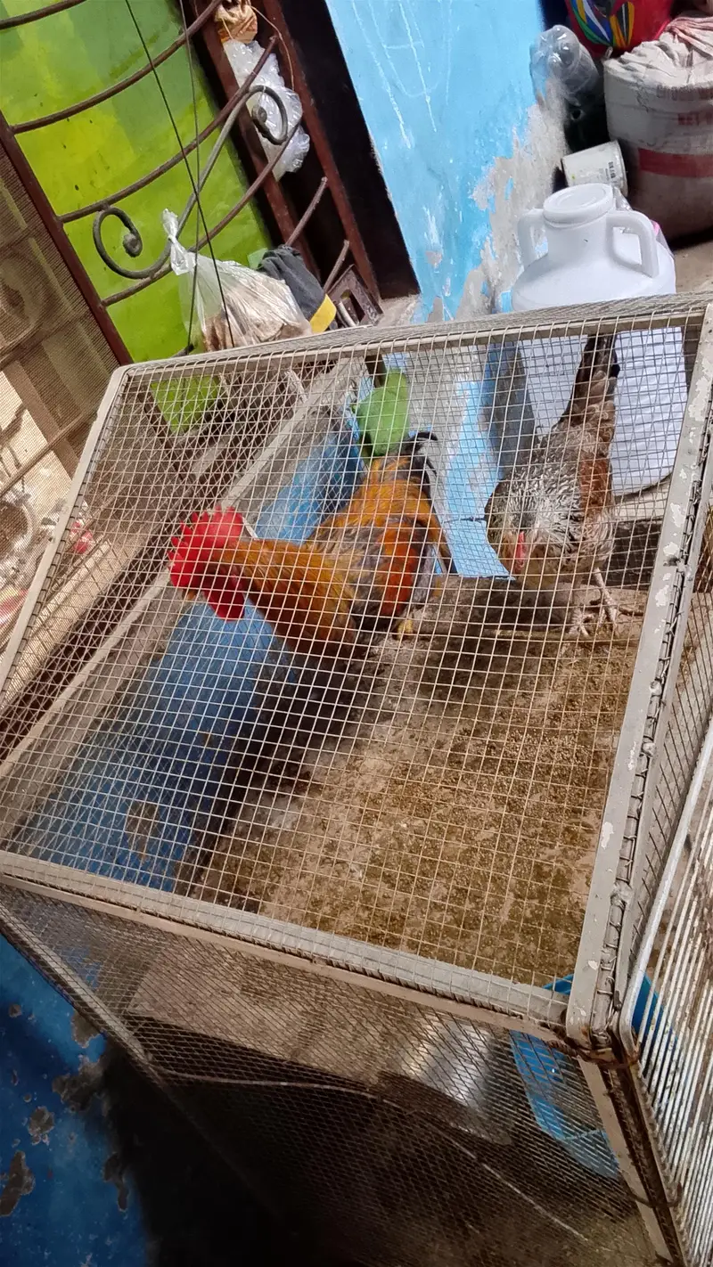 hens with cage — photo 4