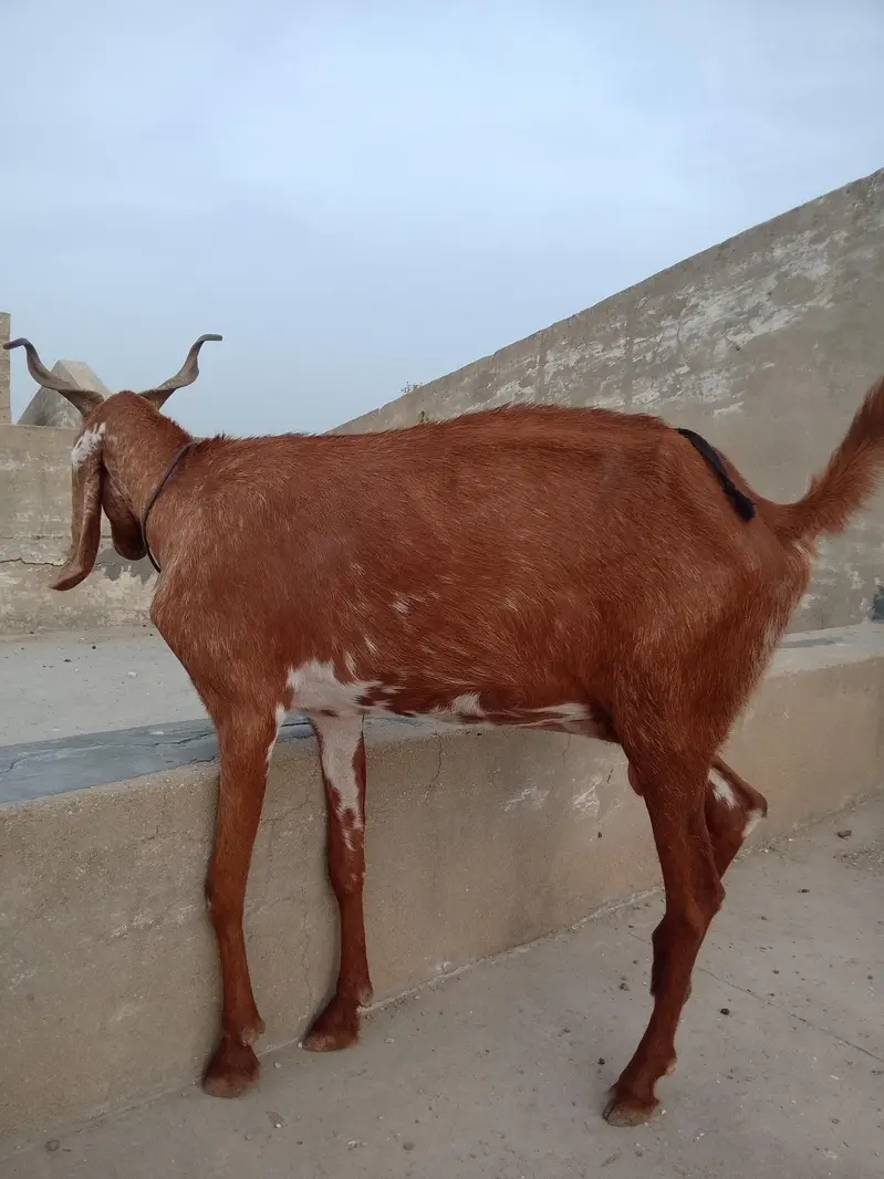 beetal x kamori gulabi — photo 2