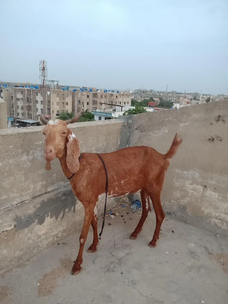 beetal x kamori gulabi — photo 4