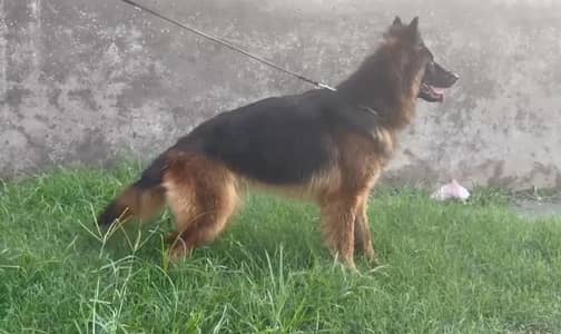German Shepherd pedigree female available.