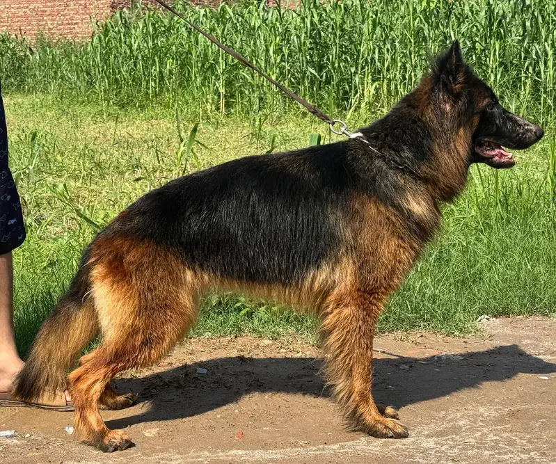 German Shepherd pedigree female available. — photo 2