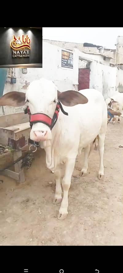 ABLACK BACHRI FOR SALE location Karachi