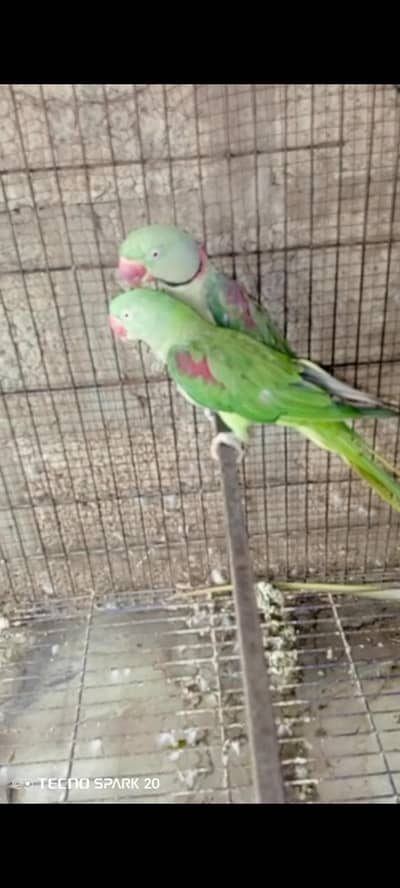 Kashmiri parrots