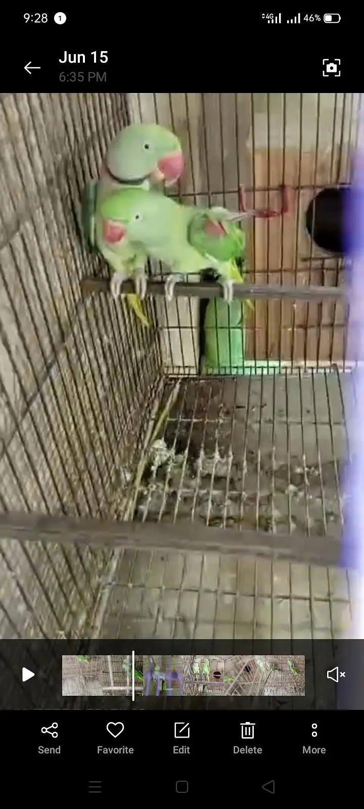 Kashmiri parrots — photo 2