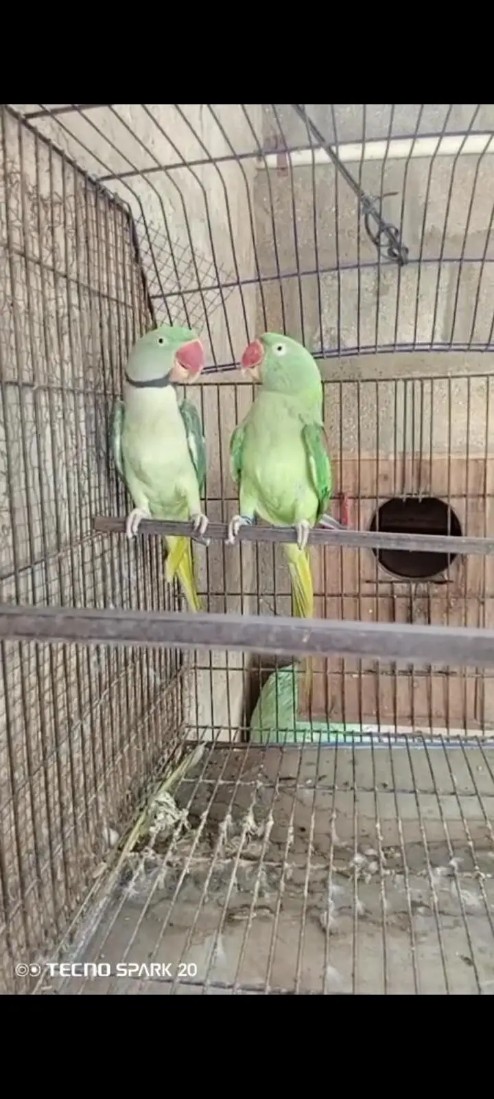 Kashmiri parrots — photo 3