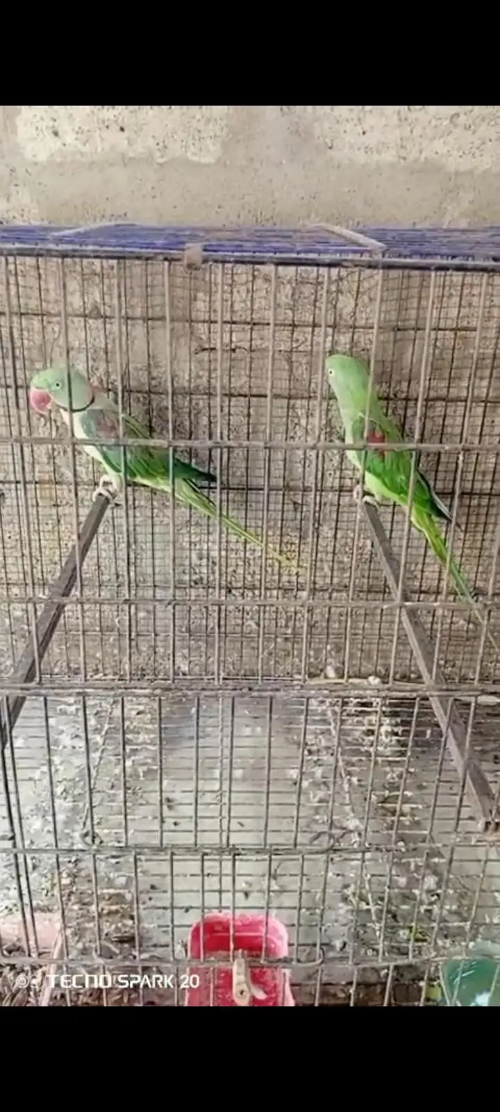 Kashmiri parrots — photo 4