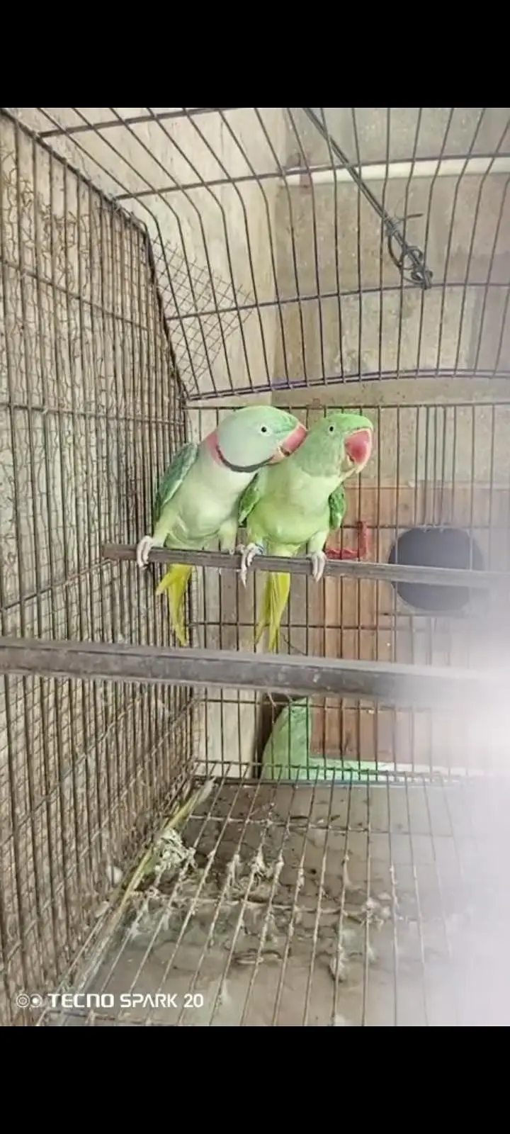 Kashmiri parrots — photo 5