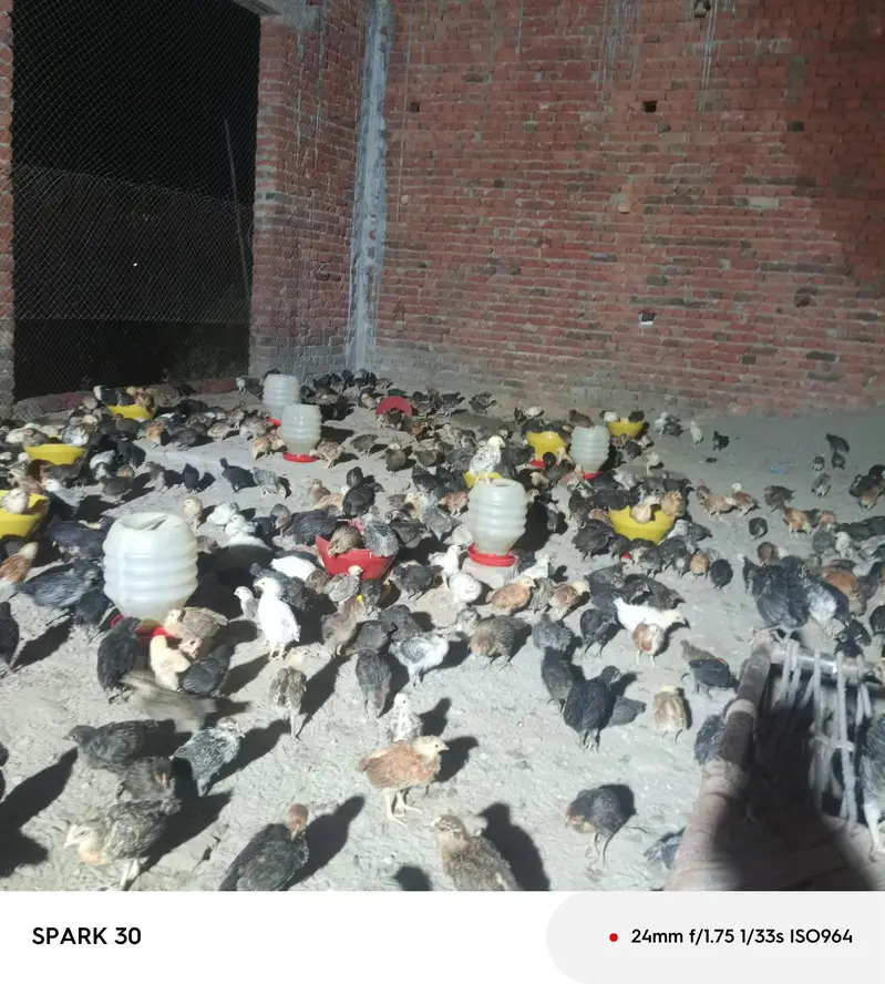 1500 chiks — photo 2