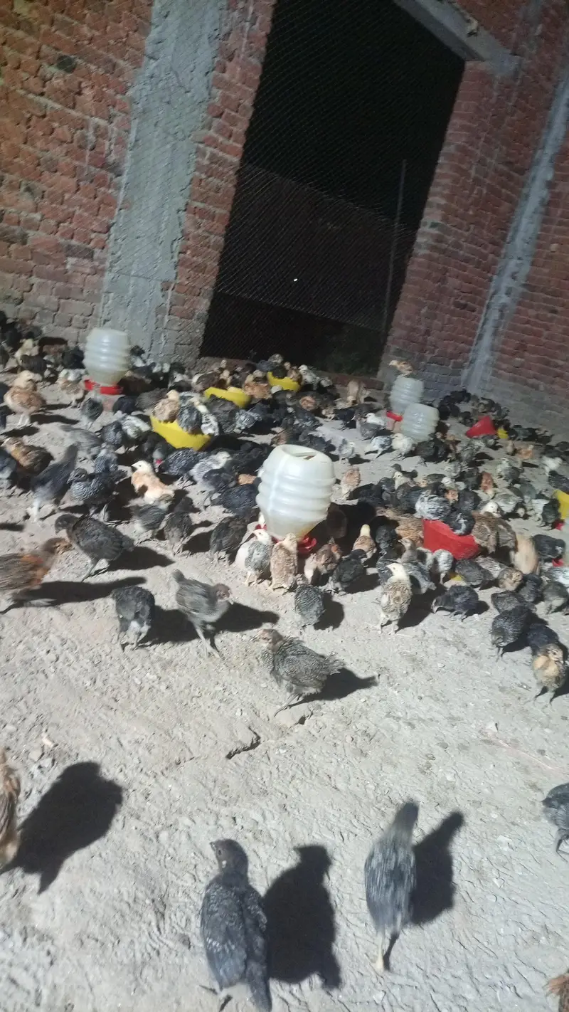1500 chiks — photo 3