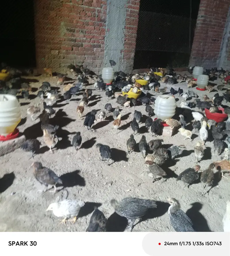 1500 chiks — photo 4