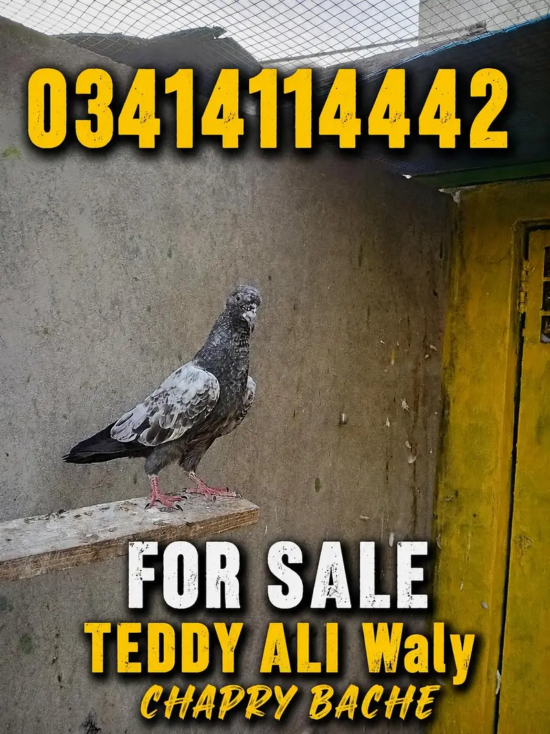 ALI WALY TEEDY CHEENAY BACHEE A CLASS 03414114442