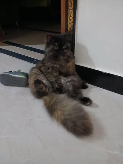 Persian s kitten  triple coated available for sale