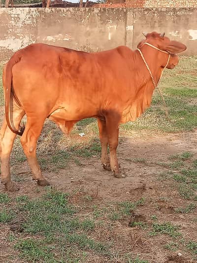 cow sle shiwal0/3/2/3/4/7/4/1/0/4/5