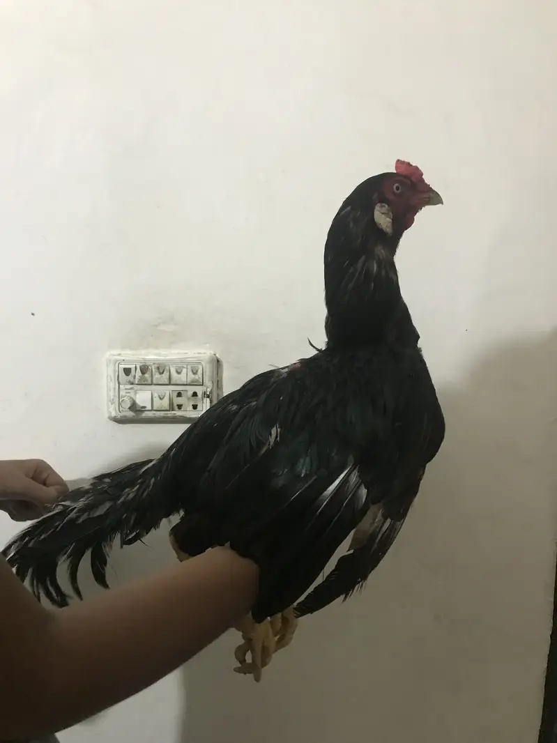 Hint x veit exchange possible hai — photo 4