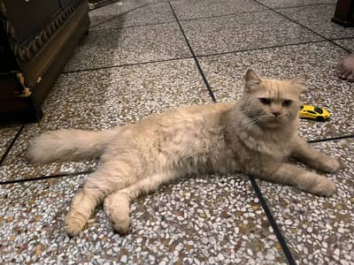 Male cat