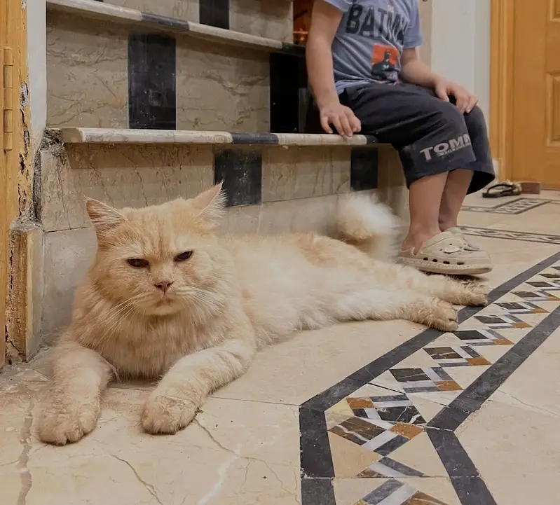 Male cat — photo 2