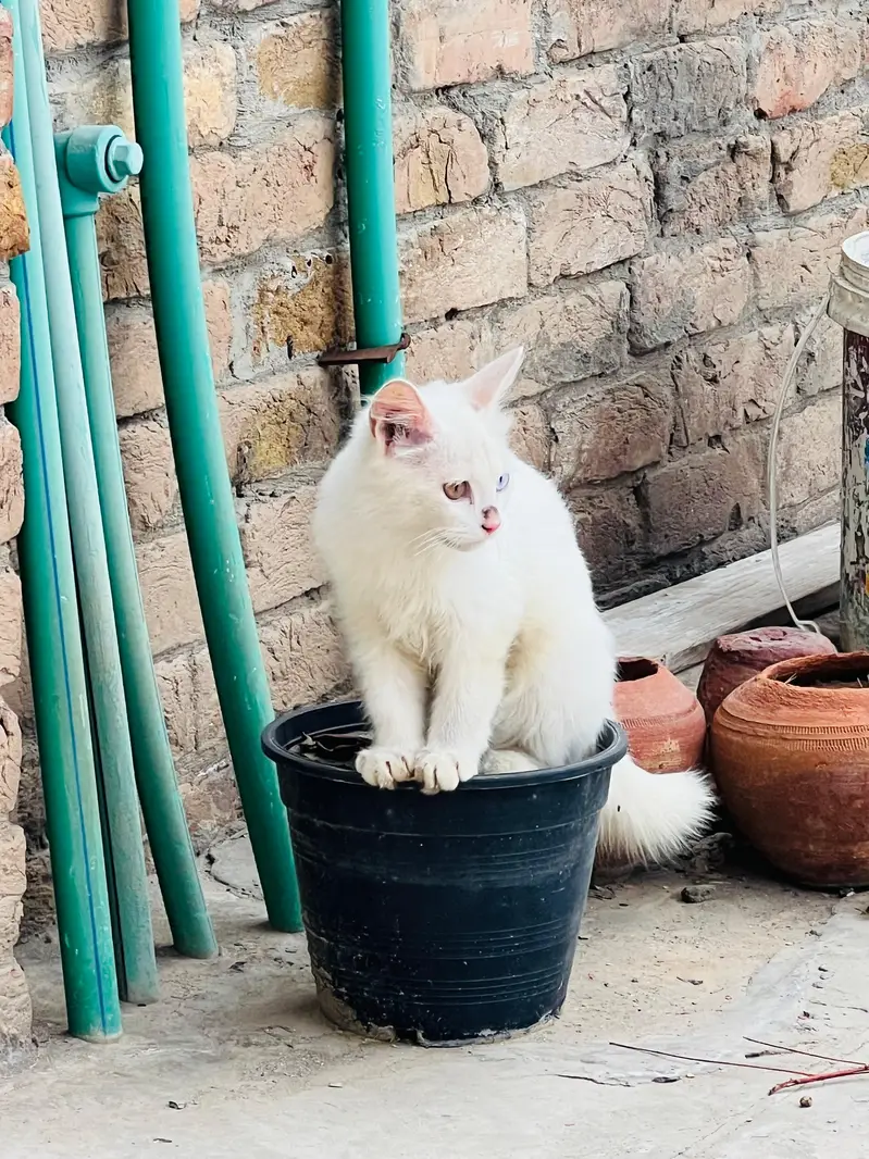 Percian Cat for Sale — photo 3