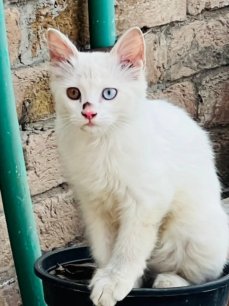 Percian Cat for Sale — photo 4