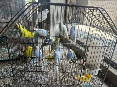 Australian parrots