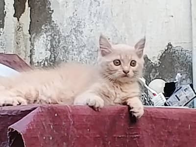 kitten