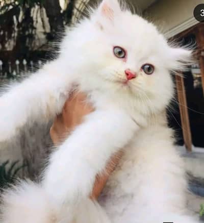 Persian kitten  triple coated available for slae