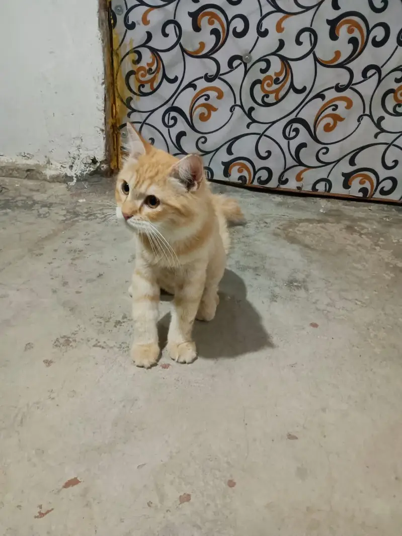 urgent sale — photo 2