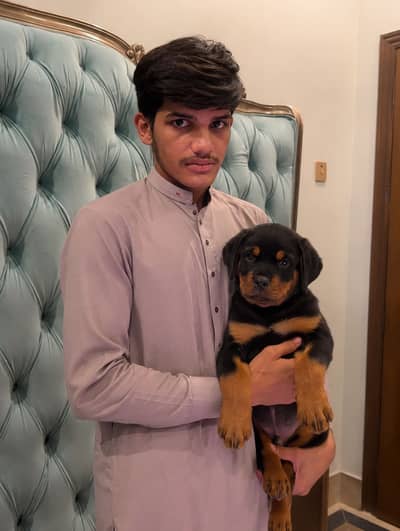 Rootweiler for sale barra wala for sale ha sirf