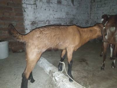 goat with 2 month baby selling