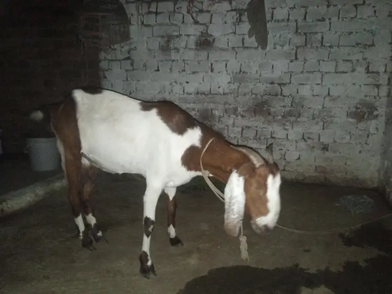 goat with 2 month baby selling — photo 2