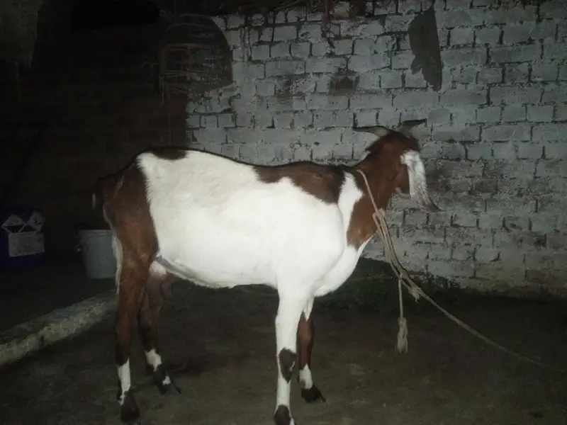 goat with 2 month baby selling — photo 3