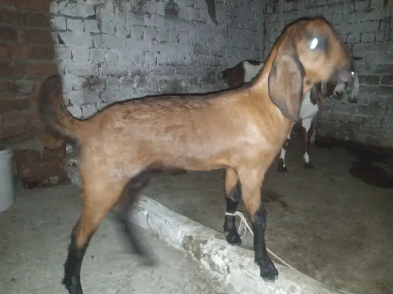 goat with 2 month baby selling — photo 4