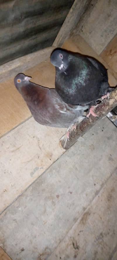 breeder pair for sale