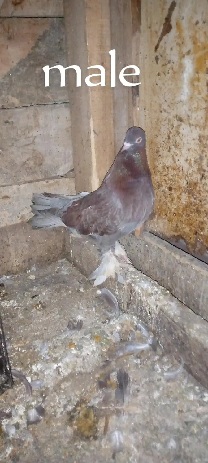 breeder pair for sale — photo 2
