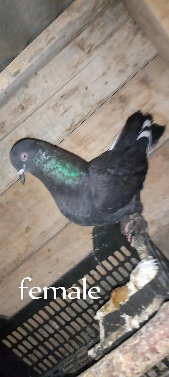 breeder pair for sale — photo 3