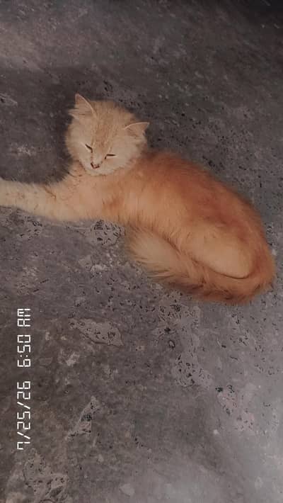 cat 