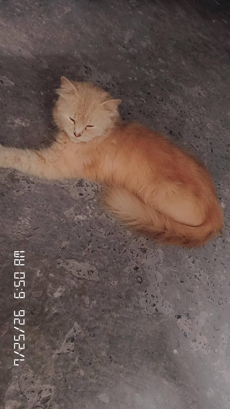 cat  0