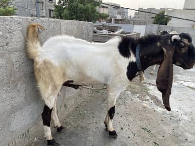 Pure Kamuri Bakra 4 dant