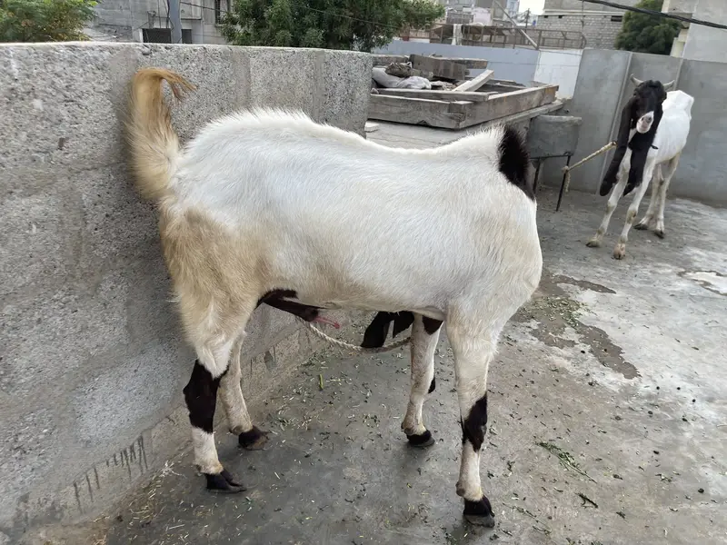 Pure Kamuri Bakra 4 dant — photo 2