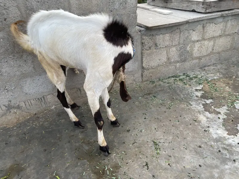 Pure Kamuri Bakra 4 dant — photo 3