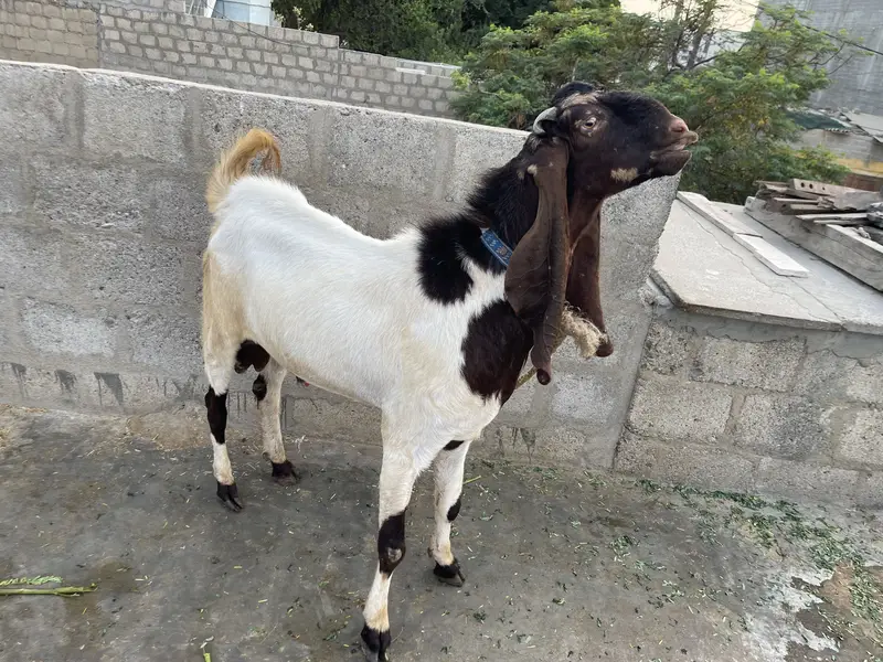 Pure Kamuri Bakra 4 dant — photo 4