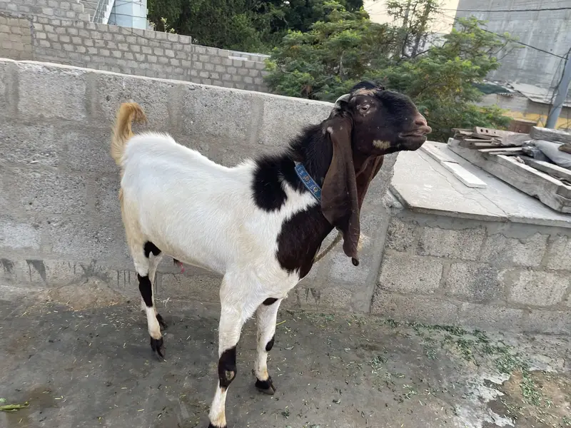 Pure Kamuri Bakra 4 dant — photo 5