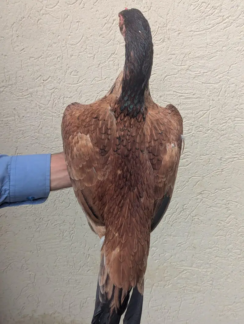 Pure Aseel murgeee Guaranteed Bird price fixed — photo 3