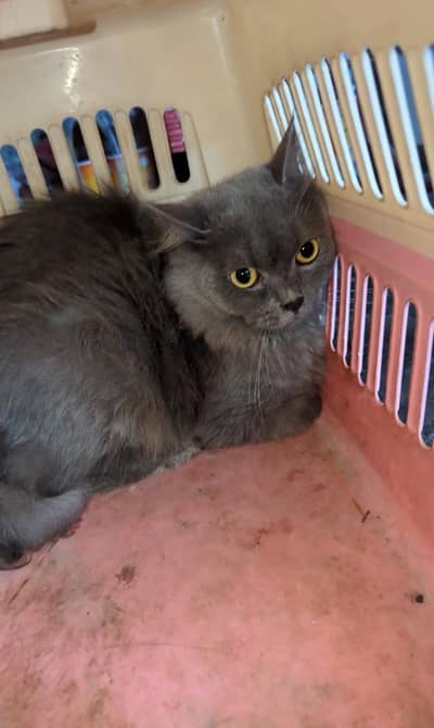 Russian grey cat long silky hairs