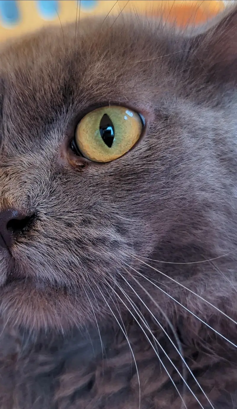 Russian grey cat long silky hairs — photo 2