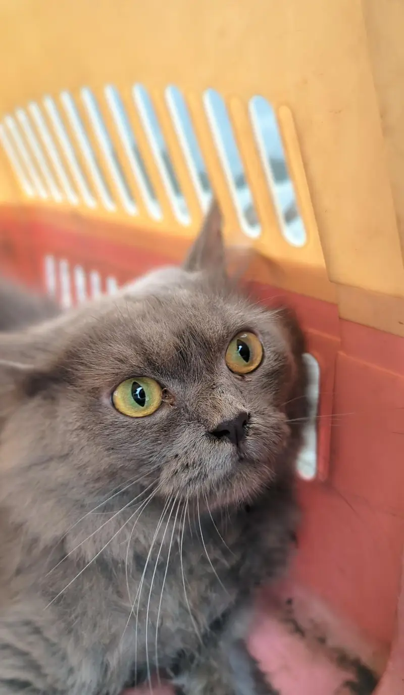 Russian grey cat long silky hairs — photo 3