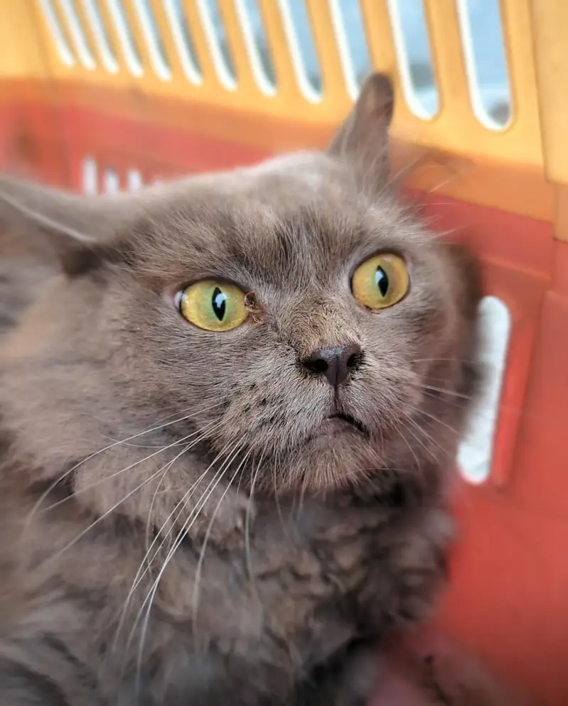 Russian grey cat long silky hairs — photo 4