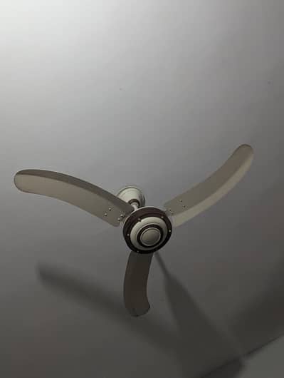 Royal Fan