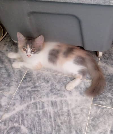 4 Persian kittens for sale