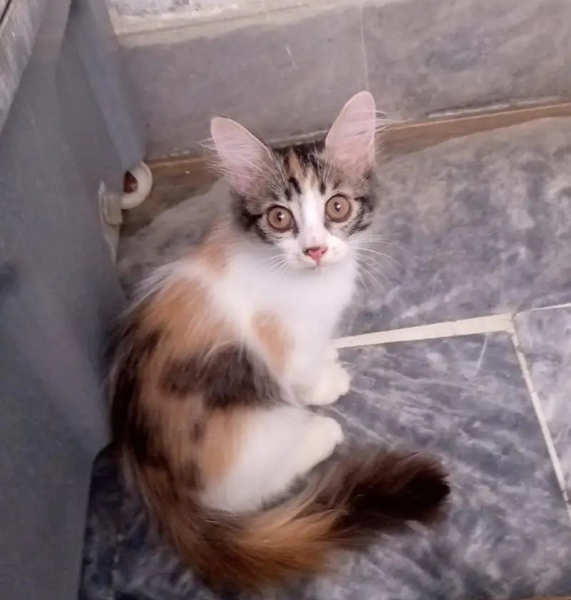 4 Persian kittens for sale — photo 2
